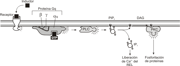 Fig. 7.6 - Secuencia de reacciones producidas a partir de la unión de la sustancia inductora con un receptor de membrana que activa a la proteína G, vía Fosfolipasa C (vía de los Fosfato inositoles). 