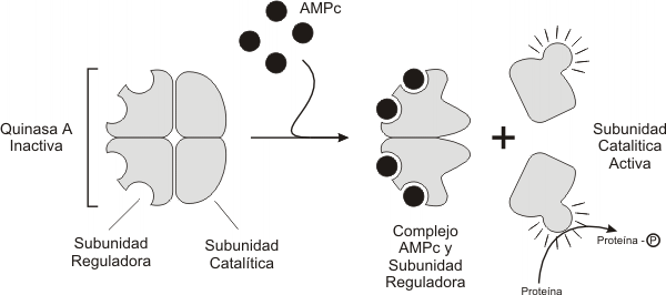 Fig. 7.7 - Activación de la proteinaquinasa A dependiente de AMPc 
