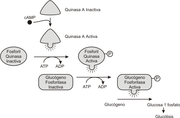 Fig.7.8 - Efecto de la proteinquinasa A sobre la gluconeogénesis