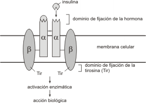 Fig. 7.10- Esquema de un receptor tirosinquinasa (RTK) de la insulina