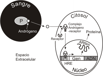 Fig. 7.12 - Inducción celular a través de un receptor citosólico.