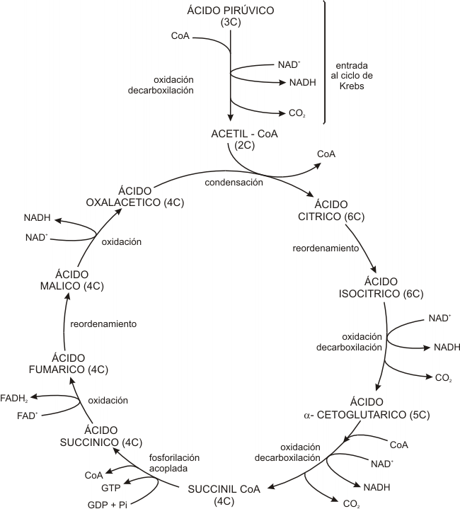 Fig. 9.4- Esquema simplificado del Ciclo de Krebs