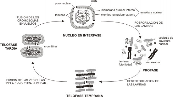 Fig. 10.3 - Mecanismo de formación y desintegración de la membrana nuclear