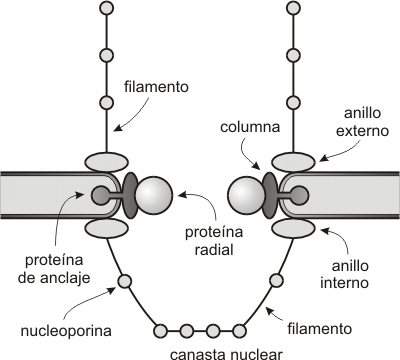 Fig. 10.4 - Esquema del complejo de poro nuclear