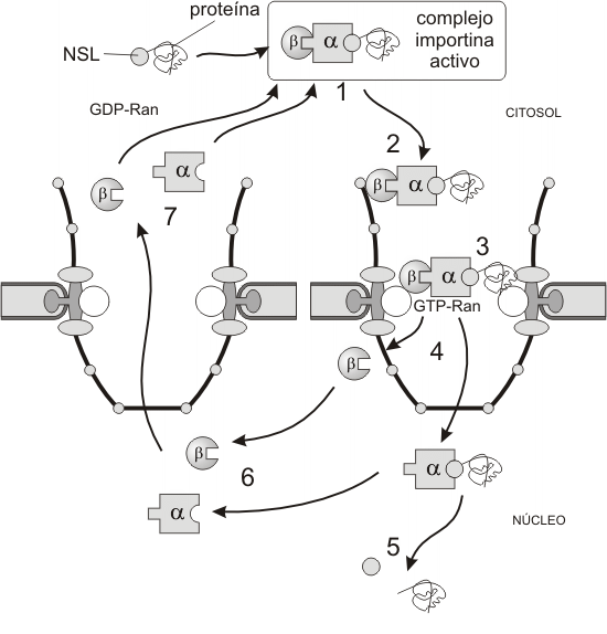 Fig. 10.5 - Modelo de mecanismo de importación a través del CPN