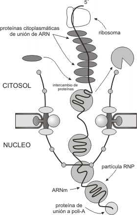 Fig. 10.6 - Modelo de mecanismo de exportación de ARNm a través del CPN