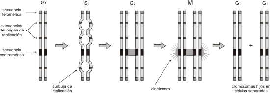 Fig. 10.12- Secuencias de un cromosoma eucariota estable en las diferentes etapas del ciclo celular