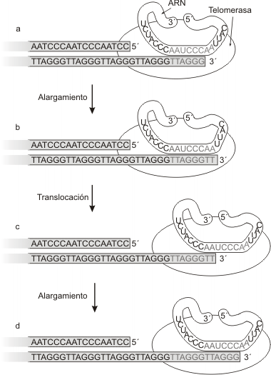 Fig. 10.13- Síntesis de telómeros por la telomerasa