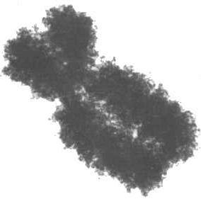 Fig. 10.14- Microfotografía electrónica de un cromosoma metafásico