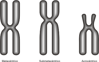 Fig. 10.15- Tipos de cromosomas