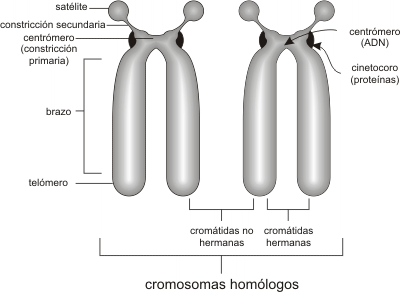 Fig. 10.16- Partes de un cromosoma mitótico.
