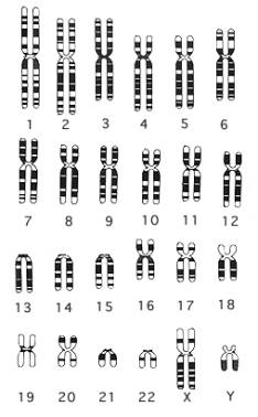 Fig. 10.18 - Mapa estándar (Idiograma) de patrones de bandeo del cromosoma