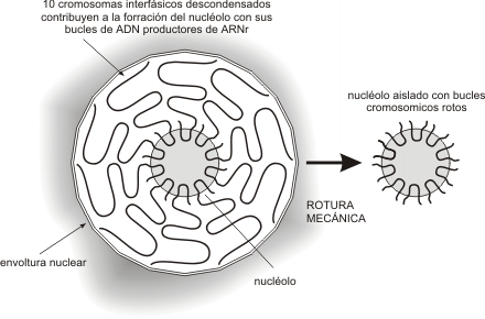 Fig. 10.19 - Esquema de nucléolo indicando los bucles de los 10 cromosomas con los genes para el ARNr