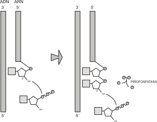 Fig. 11.5 - Incorporación de ribonucleótidos en el extremo 3' de ARN