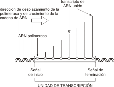 Fig. 11.6- ARN en distintos estadios de transcripción sobreel mismo gen 