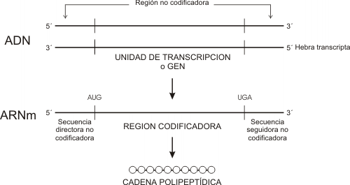 Fig. 11.8 - Correspondencia entre las regiones del gen eucariota, su transcripto maduro y la cadena polipeptídica 