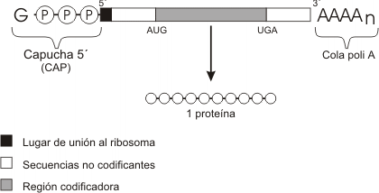 Fig. 11.13 - Estructura de la molécula de ARNm maduro eucariota 