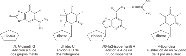 Fig. 11.16 - Bases raras en el ARNt 