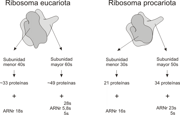 Fig. 11.21- Comparación de las estructuraas de los ribosomas procariotas y eucariotas 
