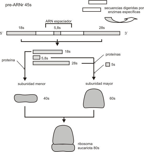 Fig. 11.22 - Procesamiento de los ARN 45S 