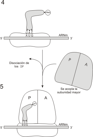 Fig. 11.26 - Fases de la etapa de iniciaci&oacute;n de la s&iacute;ntesis proteica 