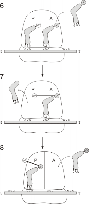 Fig. 11.27 - Fases de la etapa de la elongaci&oacute;n de la s&iacute;ntesis proteica