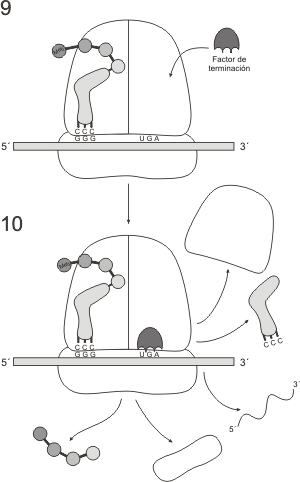 Fig. 11.28 - Fases de la etapa de terminaci&oacute;n de la s&iacute;ntesis proteica 
