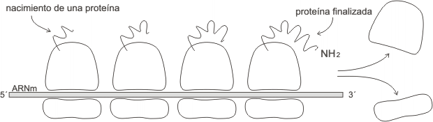 Fig. 11.29 - Esquema de un polisoma 