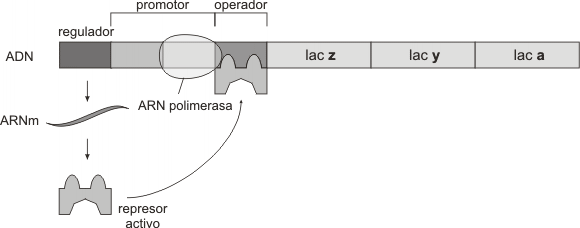 Fig. 11.33 - El operón lac inhibido 
