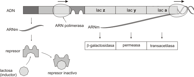 Fig. 11.34 - El operón lac activado