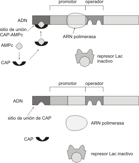 Fig. 11.35 - Control positivo  CAP-AMPc 