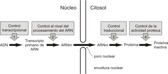 Fig. 11.38 - Niveles de control de la expresi&oacute;n g&eacute;nica
