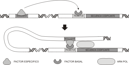 Fig. 11.40 - Interacción entre los factores de transcripción basales y específicos 