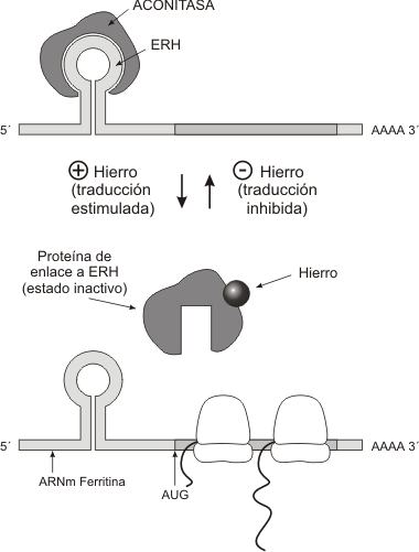 Fig. 11.42 - Control de la traducción del ARNm de la ferritina 