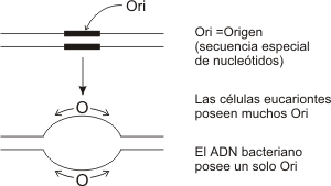 Fig. 12.10 - La replicación siempre comienza en los sitios de origen en cada cromosoma. En ellos el ADN presenta secuencias especiales de nucleótidos