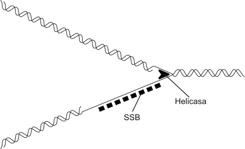 Fig. 12.12 -  Cadenas adelantada y retrasada del ADN durante la replicación. La helicasa separa a las dos cadenas del ADN y las proteínas SSB evitan autoapareamientos entre las bases complementarias libremente expuestas en la cadena atrasada.
