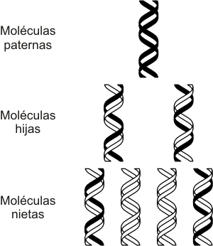Fig. 12. 15 -  Replicación semiconservativa del ADN.