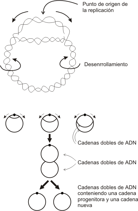 Fig. 12.19 - Mecanismo de replicación del ADN en células procariontes