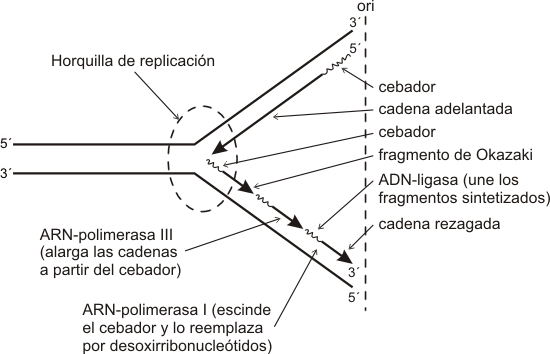 Fig. 12.20 - Mecanismo de replicación en procariotas