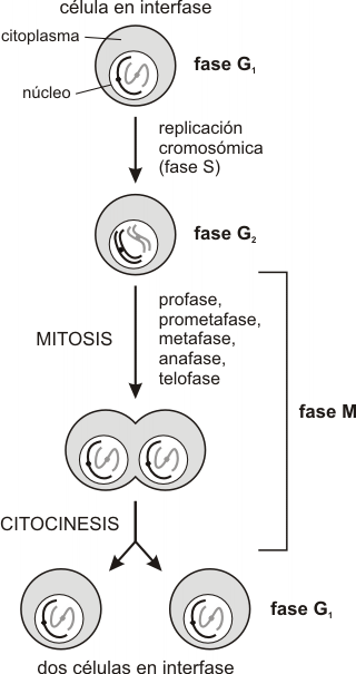 Fig. 12.21 - Etapas del ciclo celular 
