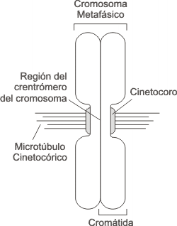 Fig. 12.22- Esquema de un cromosoma replicado 