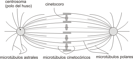 Fig. 12.23 - Las tres clases de microtúbulos que forman el aparato mitótico. 
