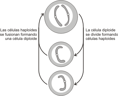 Fig. 12.25 - Ciclo vital sexual: se observa alternacia de generaciones haploides y diploides