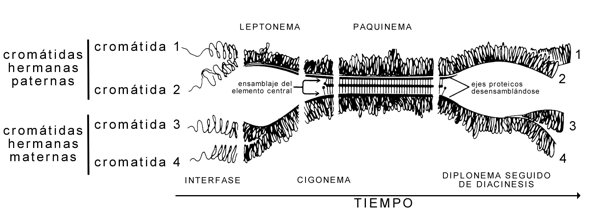 Fig. 12.27 - Relación entre las diferentes etapas de la profase I: Sinapsis y Desinapsis de los cromosomas homólogos 