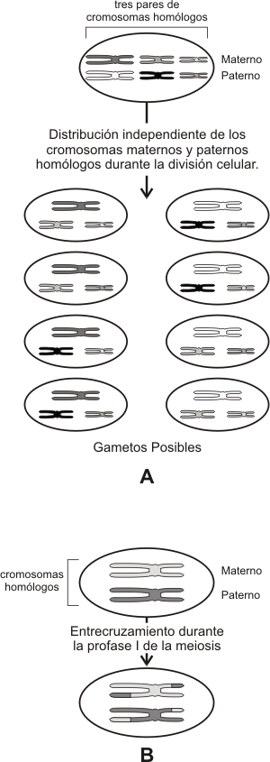 Fig. 12.28 - Esquematización de las dos contribuciones de la meiosis a la variabilidad genética