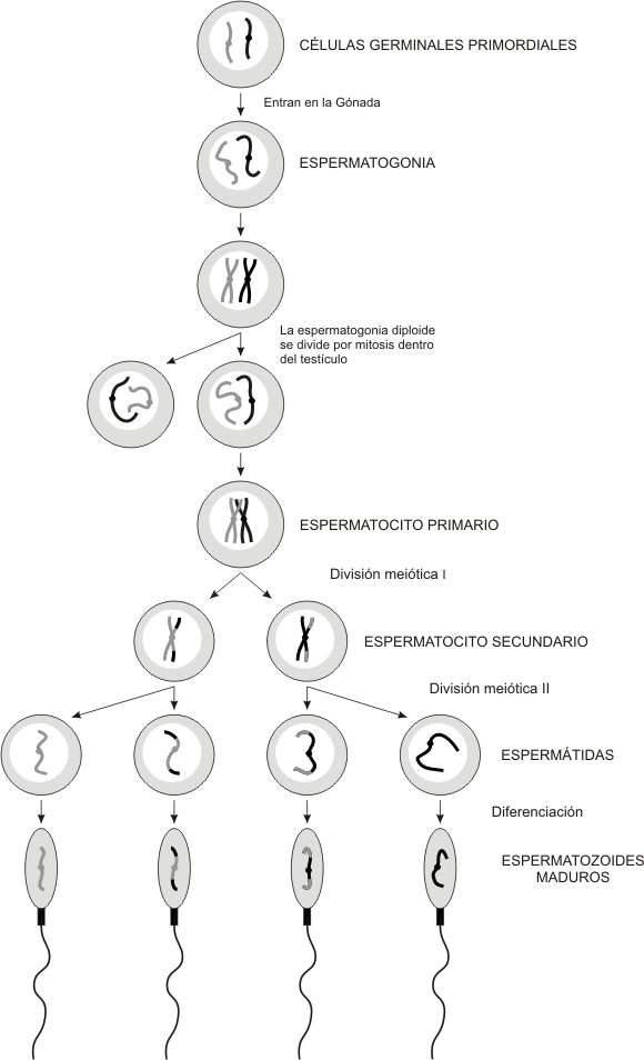 Fig. 12.29 - Esquema de las etapas de la espermatogénesis 