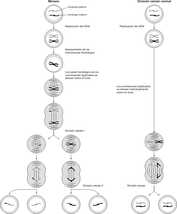 Fig. 12.31 - Comparación entre las divisiones meióticas y mitóticas 