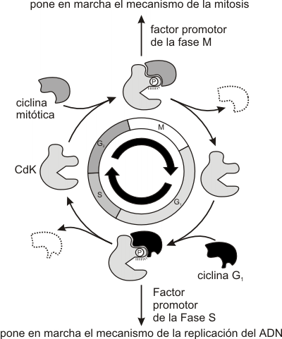 Fig. 12.4 -Generalización del sistema de control del ciclo celular en eucariotas
