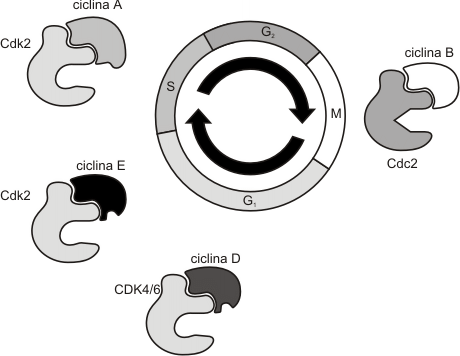 Fig. 12. 5 - Ciclinas y  CDK en un ciclo celular de vertebrados 