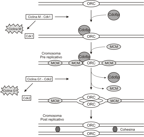 Fig. 12.6 - Modelo simplificado propuesto para la replicación de cromosomas eucariotas 